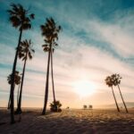 Sunny afternoon surrounded by palmtrees in Venice Beach California