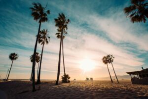 Sunny afternoon surrounded by palmtrees in Venice Beach California